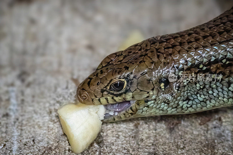 主要Skink (Bellatorias frerei)